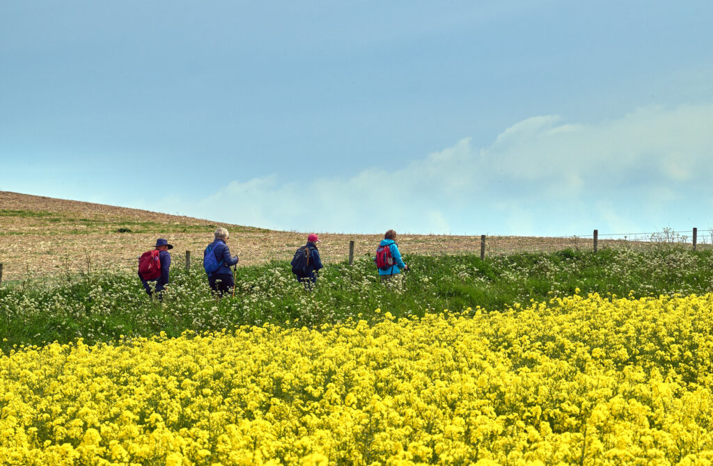 Isle of wight walking festival